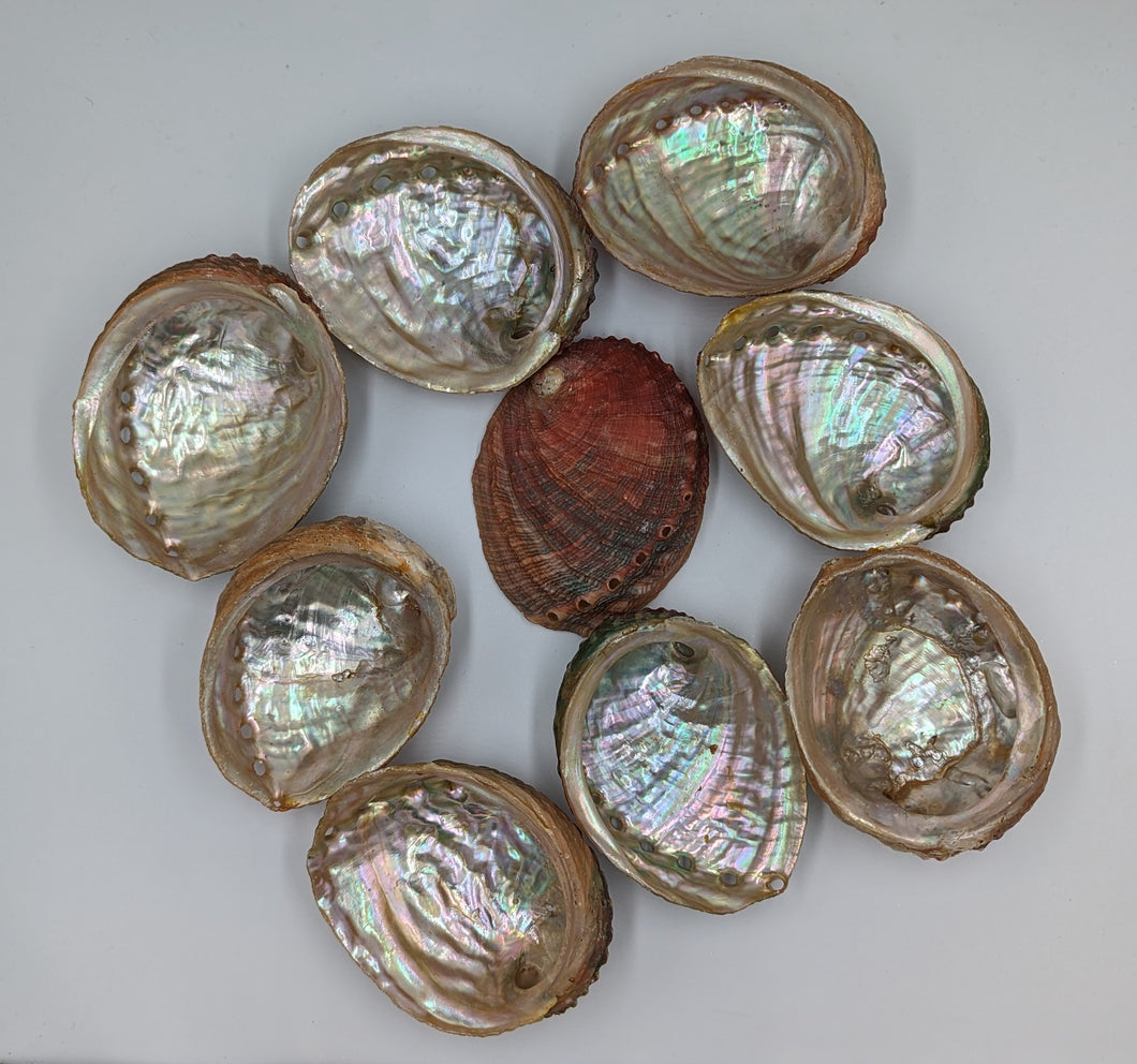 Abalone Shell