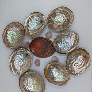 Abalone Shell